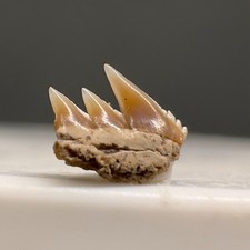 Very rare fossil d'occasion  Expédié en Belgium