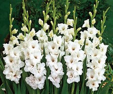 Gladioli white prosperity for sale  WOLVERHAMPTON