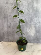 Vanilla orchid rooted for sale  Charlotte