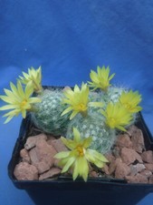 Mammillaria baumii cactus for sale  Tucson