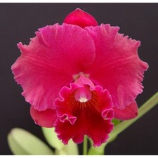 Pot. samba jewel for sale  Sewell