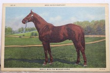 Cartão postal Kentucky KY Bred Man O War Wonder Horse antigo vintage cartão de vista padrão, usado comprar usado  Enviando para Brazil