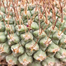 Strombocactus pucherrimus liza for sale  Shipping to United Kingdom