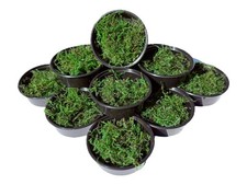 Java moos taxiphyllum gebraucht kaufen  Eitelborn, Arzbach, Simmern