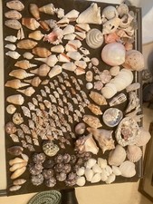 Huge lot sea for sale  Las Vegas