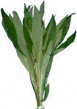 Bund hygrophila corymbosa gebraucht kaufen  Nünchritz