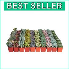 Stunning pastel succulent for sale  Gloucester City