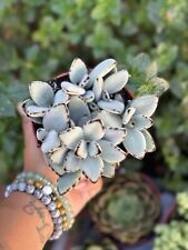 Succulents kalanchoe panda for sale  El Monte