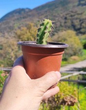 Vaso echinop. lageniformis usato  Barcellona Pozzo di Gotto