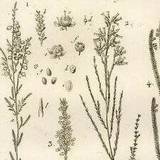 Pierre joseph redouté d'occasion Pierre joseph redouté d'occasion  France