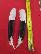Z29 white thighed for sale  Hill City
