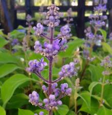 Cornutia grandiflora tropical for sale  Wauchula