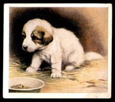 Godfrey phillips puppies for sale  HUNTINGDON