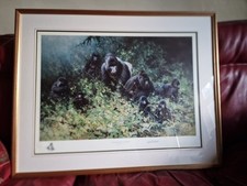 Mountain gorillas rwanda for sale  BEDFORD