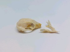 Sugar glider skull for sale  LONDON