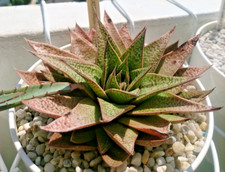Aloe flow plante d'occasion  Libourne