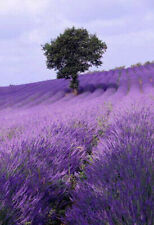 Semi vera lavanda usato  Reggio Calabria