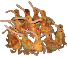 Rare beak bird for sale  Lebanon