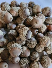 Real bur oak for sale  Doon