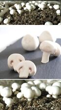 Champignon dübel pilze gebraucht kaufen  Kaiserslautern