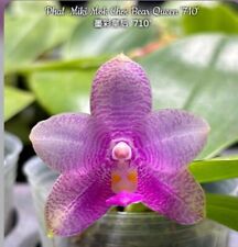 Phalaenopsis miki mok for sale  SHREWSBURY