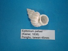 Epitonium pallasi coquillage d'occasion  Conty
