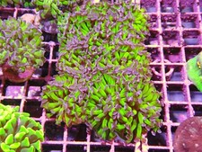 Reverse hammer coral for sale  CLACTON-ON-SEA