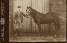 Man horse front for sale  Northport