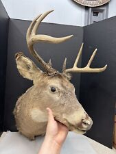 Whitetail deer buck for sale  Lufkin