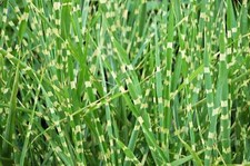Zebra grass variegated for sale  Massillon