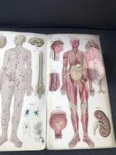 Atlas Popular da Anatomia e Fisiologia do Corpo Humano Feminino de Baillière, usado comprar usado  Enviando para Brazil