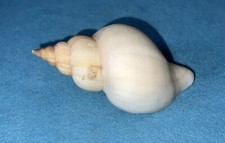 Neptunea antiqua - um espécime gigante soberbo da Bélgica comprar usado  Enviando para Brazil