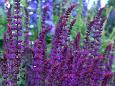 Flower salvia nemorosa for sale  HIGH WYCOMBE