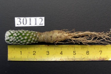 Pelecyphora strobiliformis 301 usato  Spedire a Italy