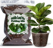 Organic fiddle leaf for sale  Valley Stream