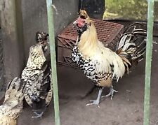 Cream brabanter eggs. for sale  Brooksville