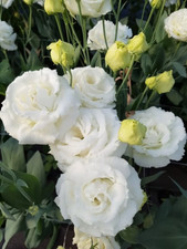 Sale2243 eustoma lisianthus gebraucht kaufen  Dettingen an der Erms