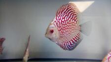 Red stone discus for sale  MANSFIELD