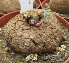 Stephania erecta stunning for sale  BRISTOL