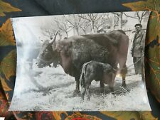 Ancienne photo argentique d'occasion  Craponne