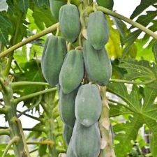 Dwarf papaya .r. for sale  Lakeland