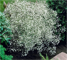 Gypsophila single alba for sale  LOUTH