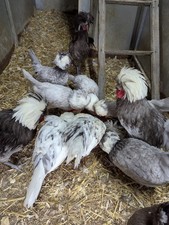 Bantam poland polish for sale  ST. AUSTELL