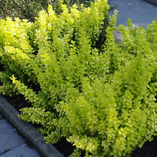 Berberis golden horizon for sale  UK