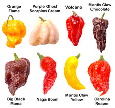 hottest chilli seeds for sale hottest chilli seeds for sale UK