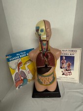 Human torso anatomically for sale  Port Huron