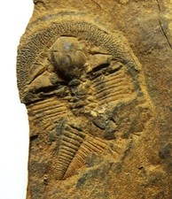 trilobite fossil for sale  TELFORD