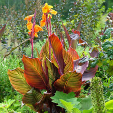 Canna tropicanna plant. for sale  LLANDYSUL