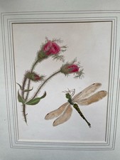 1849 dragonfly moss for sale  LONDON