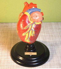 Altes anatomiemodell herz gebraucht kaufen Altes anatomiemodell herz gebraucht kaufen  Zarrentin